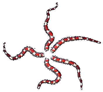 A brittle starfish, a pentagonal torus. © https://www.thread-of-awareness-in-chaos.com/order.html